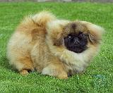 Pekingese 9W045D-034